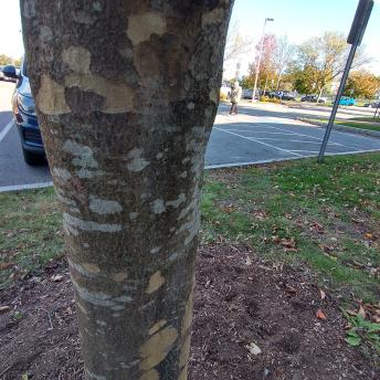 Cornus Florida bark